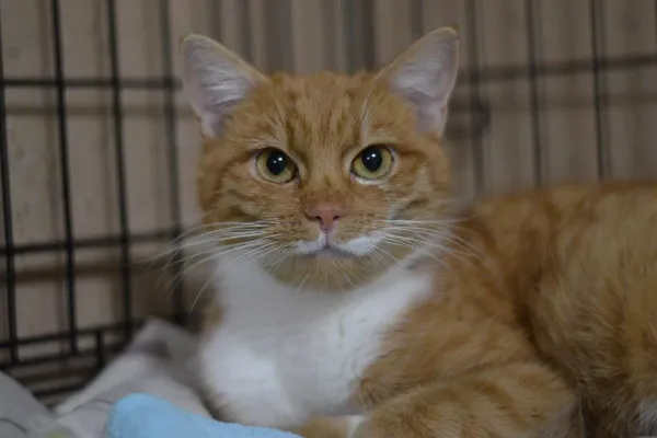 Znaleziono kota, Warszawa, 27 listopada 2023 (2/5)