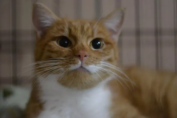 Znaleziono kota, Warszawa, 27 listopada 2023 (3/5)