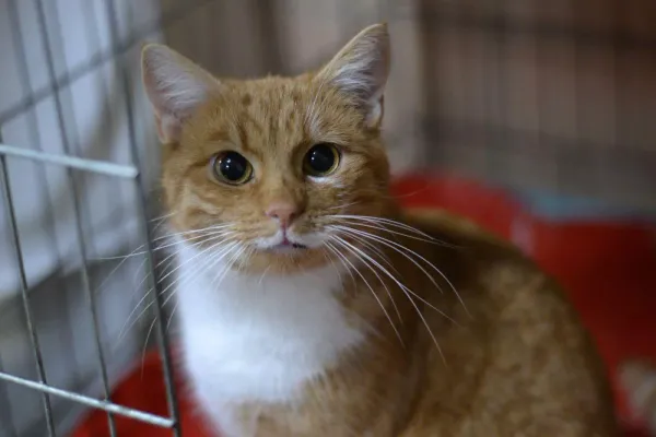 Znaleziono kota, Warszawa, 27 listopada 2023 (4/5)