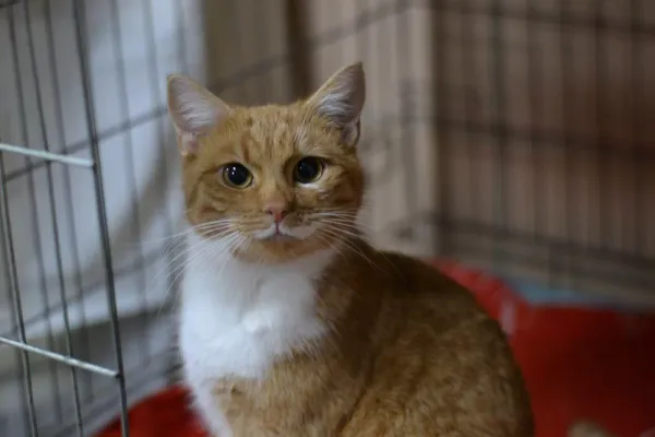 Znaleziono kota, Warszawa, 27 listopada 2023 (5/5)