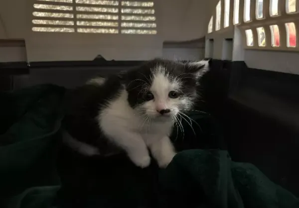 Kot do adopcji, Warszawa, 23 listopada 2023