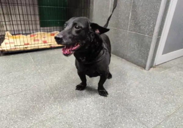 Znaleziono psa, Warszawa, 27 listopada 2023