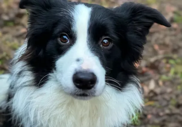 Znaleziono psa, Warszawa, 27 listopada 2023 (1/5)