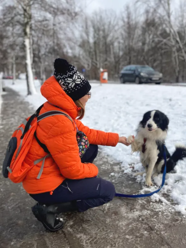 Znaleziono psa, Warszawa, 27 listopada 2023 (2/5)