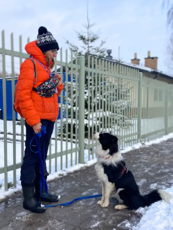 Znaleziono psa, Warszawa, 27 listopada 2023 (4/5)