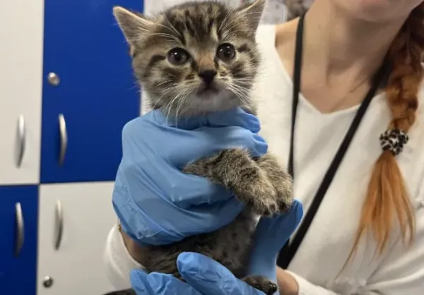 Kot do adopcji, Warszawa, 27 listopada 2023