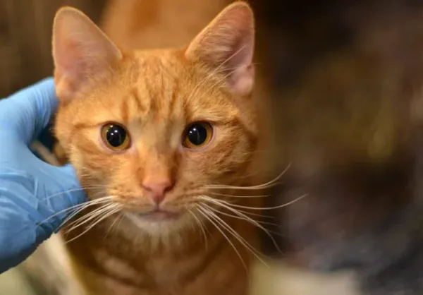 Znaleziono kota, Warszawa, 27 listopada 2023 (1/4)