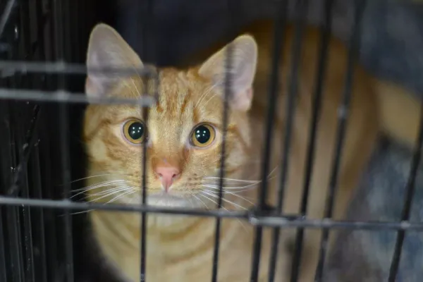 Znaleziono kota, Warszawa, 27 listopada 2023 (2/4)