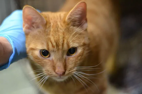 Znaleziono kota, Warszawa, 27 listopada 2023 (3/4)