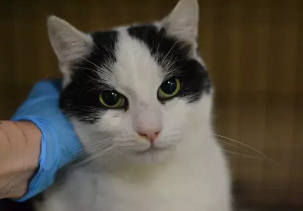 Znaleziono kota, Warszawa, 27 listopada 2023 (1/5)