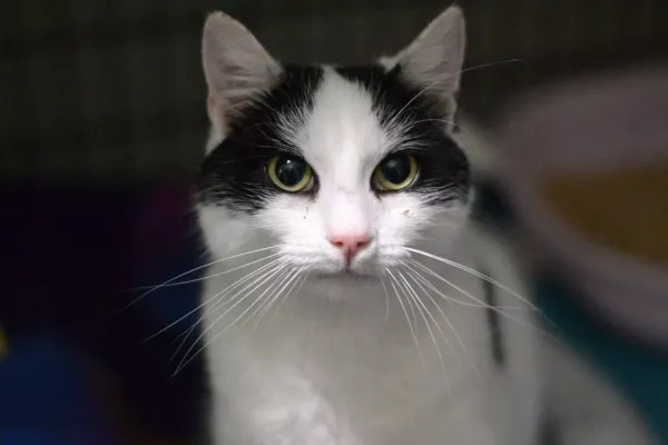 Znaleziono kota, Warszawa, 27 listopada 2023 (2/5)