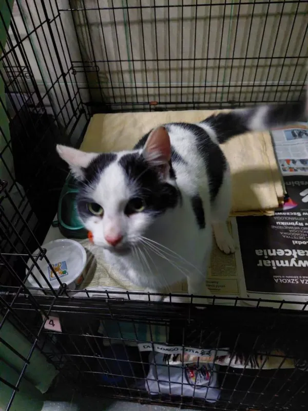 Znaleziono kota, Warszawa, 27 listopada 2023 (5/5)