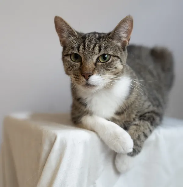 Kot do adopcji, Częstochowa, 7 października 2023 (1/5)