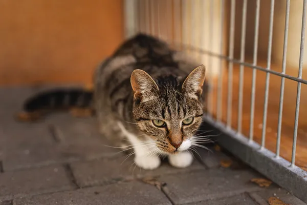 Kot do adopcji, Częstochowa, 7 października 2023 (2/5)