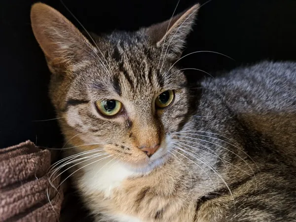 Kot do adopcji, Częstochowa, 7 października 2023 (4/5)