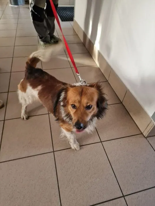 Znaleziono psa, gmina Dobra (Szczecińska), 24 listopada 2023