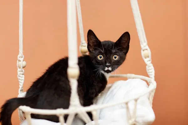 Kot do adopcji, Elbląg, 2 października 2023 (1/2)