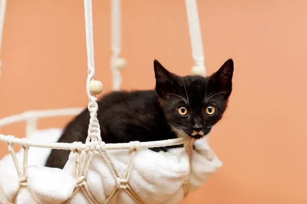 Kot do adopcji, Elbląg, 2 października 2023 (2/2)