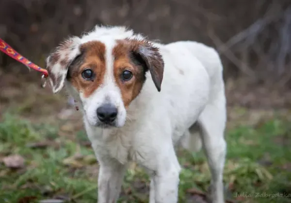 Znaleziono psa, Warszawa, 28 listopada 2023 (1/5)