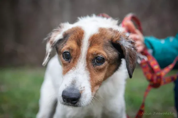 Znaleziono psa, Warszawa, 28 listopada 2023 (2/5)