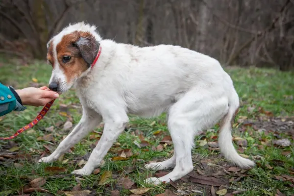 Znaleziono psa, Warszawa, 28 listopada 2023 (4/5)
