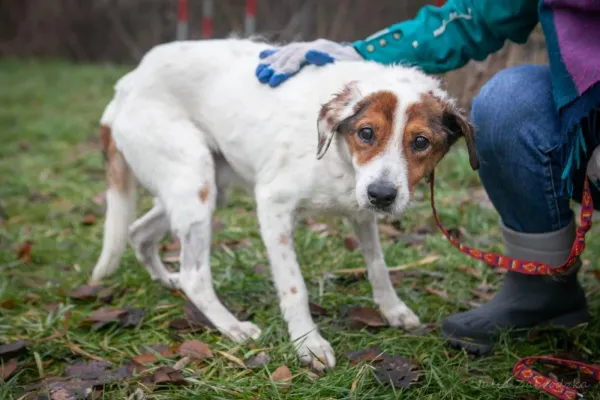 Znaleziono psa, Warszawa, 28 listopada 2023 (5/5)