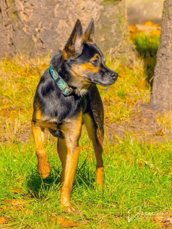 Pies do adopcji, Sopot, 28 listopada 2023 (3/5)