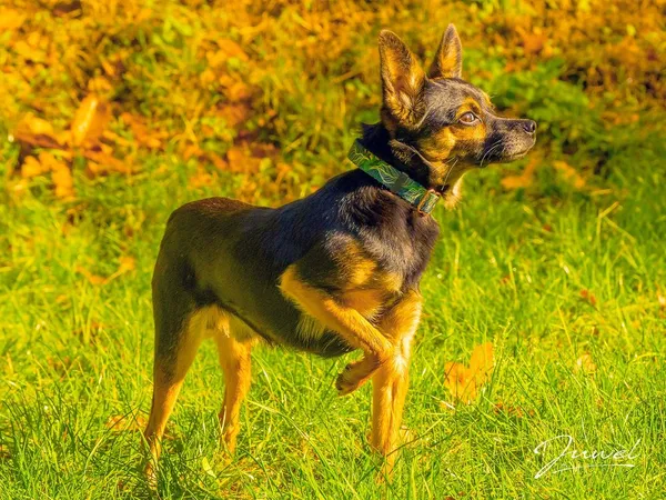 Pies do adopcji, Sopot, 28 listopada 2023 (4/5)