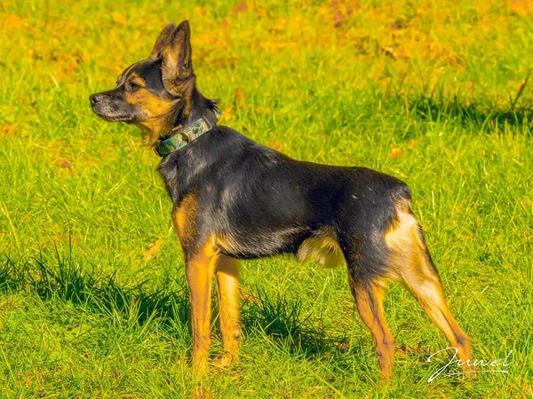 Pies do adopcji, Sopot, 28 listopada 2023 (5/5)