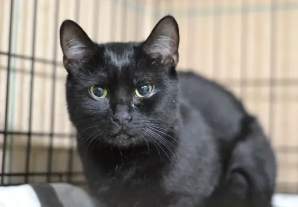 Znaleziono kota, Warszawa, 28 listopada 2023 (1/4)