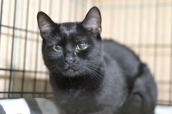 Znaleziono kota, Warszawa, 28 listopada 2023 (2/4)