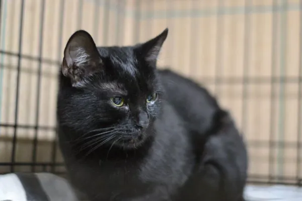 Znaleziono kota, Warszawa, 28 listopada 2023 (3/4)