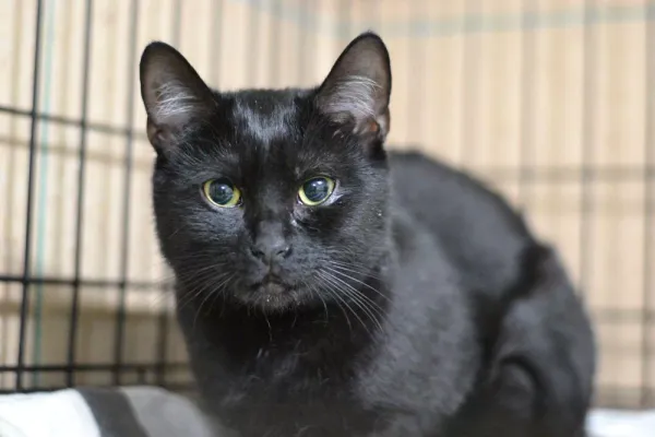 Znaleziono kota, Warszawa, 28 listopada 2023 (4/4)