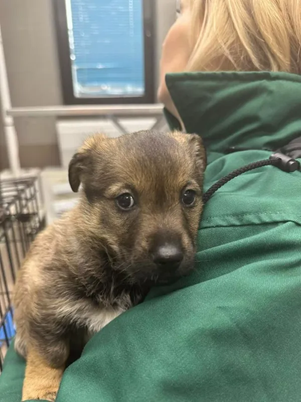 Pies do adopcji, Warszawa, 25 listopada 2023 (3/5)