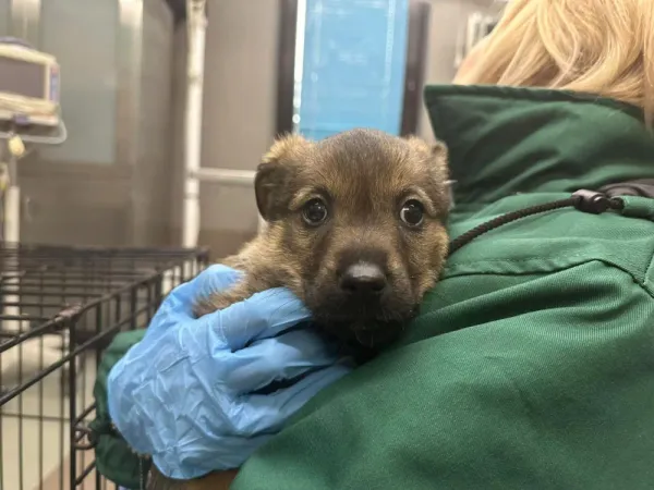 Pies do adopcji, Warszawa, 25 listopada 2023 (4/5)