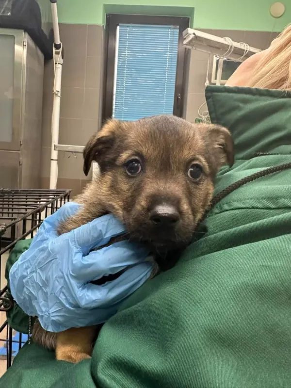 Pies do adopcji, Warszawa, 25 listopada 2023 (5/5)