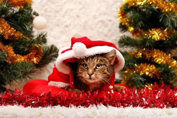 Kot do adopcji, Elbląg, 1 listopada 2023 (1/5)