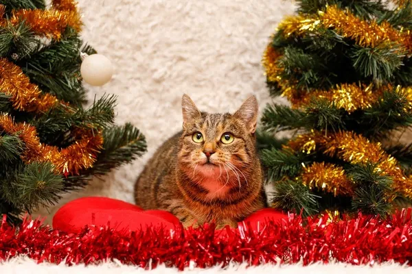 Kot do adopcji, Elbląg, 1 listopada 2023 (2/5)