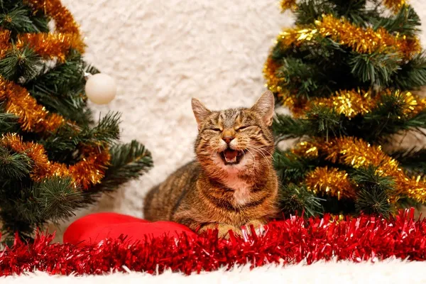 Kot do adopcji, Elbląg, 1 listopada 2023 (3/5)