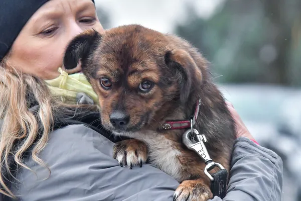 Pies do adopcji, Nowodwór, 30 listopada 2023 (2/5)