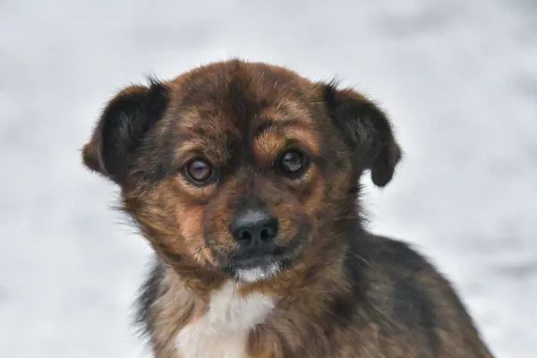 Pies do adopcji, Nowodwór, 30 listopada 2023 (4/5)