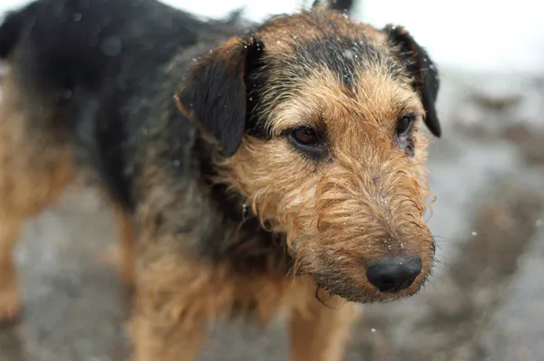 Pies do adopcji, Nowodwór, 30 listopada 2023 (1/5)