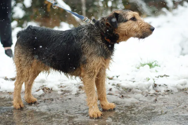 Pies do adopcji, Nowodwór, 30 listopada 2023 (2/5)