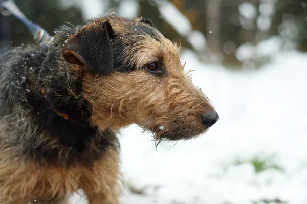 Pies do adopcji, Nowodwór, 30 listopada 2023 (3/5)