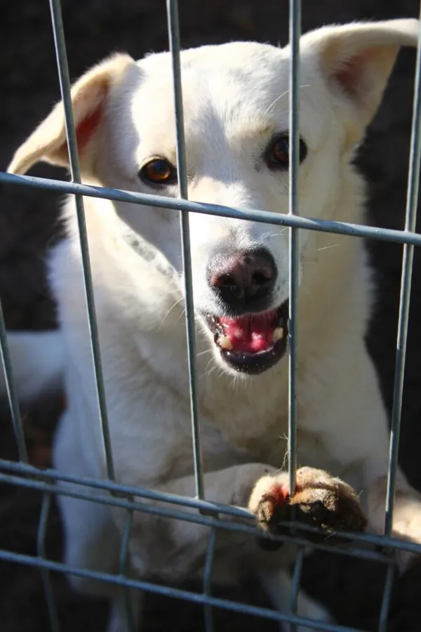 Pies do adopcji, Przyborówko, 30 listopada 2023 (1/3)