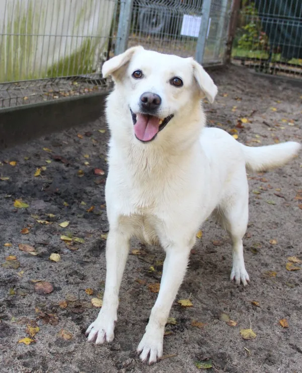 Pies do adopcji, Przyborówko, 30 listopada 2023 (2/3)