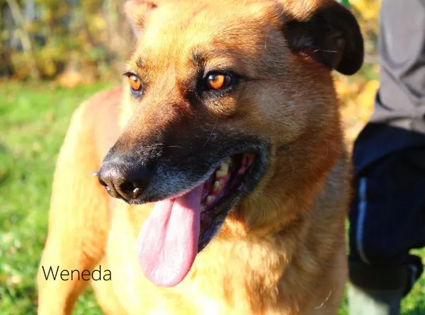 Pies do adopcji, Przyborówko, 30 listopada 2023 (1/3)