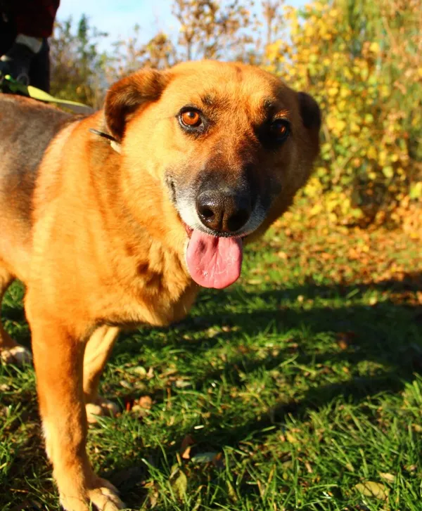 Pies do adopcji, Przyborówko, 30 listopada 2023 (3/3)