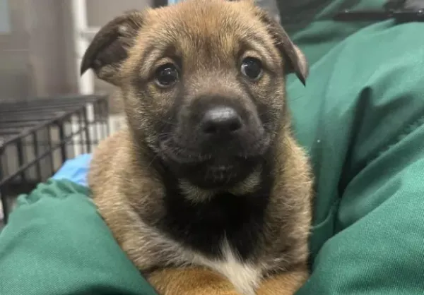 Pies do adopcji, Warszawa, 25 listopada 2023 (1/5)