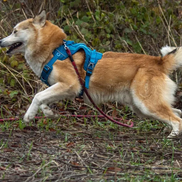 Pies do adopcji, Wysocko Wielkie, 3 grudnia 2023 (1/5)